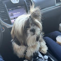 Diego - Shih Tzu