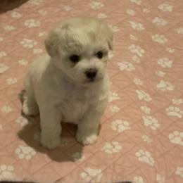 Bonnie - White and buff female Bichon Frise puppy in Rome, Georgia from Southern Sands Bichons