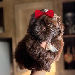 Girl - Chocolate female Shih Tzu puppy in Seguin, Texas from Dolled Up Shih Tzus