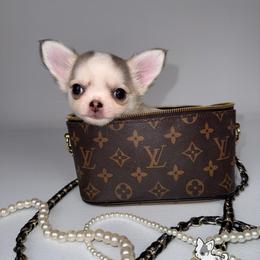 Margo 8,000 - Sable spotted white female Chihuahua puppy in Naples, Florida from Naples Tiny Dogs