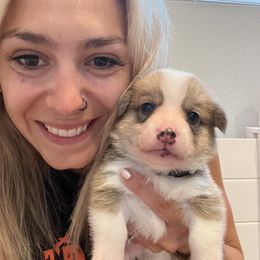 Boy 2 - Red Pembroke Welsh Corgi puppy in Fallbrook, California from Le Rêve Corgis