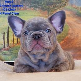 French Bulldog Puppies from BeYardCore Bullies