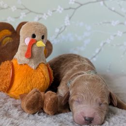 Gray Boy - Apricot male Goldendoodle puppy in Rockledge, Florida from Stormie's Doodles