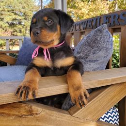 Rottweiler Puppies from Black Jade Rottweilers