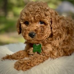 Tajin - Red  male Poodle puppy in Palm Beach County, Florida from Benji’s Cockapoos