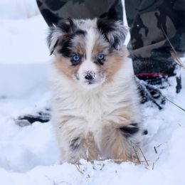 Autumn - Blue merle female Miniature Australian Shepherd puppy in Akeley, Minnesota from Rustic Original Aussies