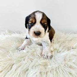 Cross - Liver white and tan male English Springer Spaniel puppy in Elk River, Minnesota from Currahee Fields Springers