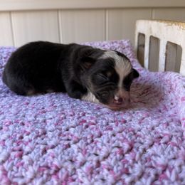 Juniper - Yellow Collar - Blue merle female Australian Shepherd puppy in Placerville, California from BFF Aussies