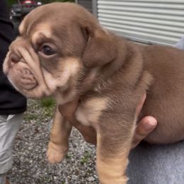 Cheyenne - Chocolate tri-color female Bulldog puppy in Dalton, Georgia from Reyes Bulldogs of North Georgia