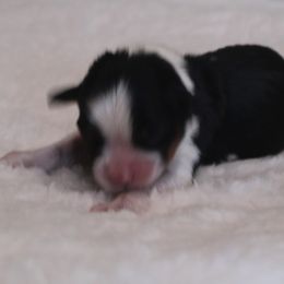 Emily - Tri-color female Cavalier King Charles Spaniel puppy in Leonard, Texas from Rising Star Kennels