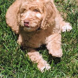 Goldendoodle Puppies from Carolina Doodles