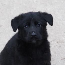Girl 2 - Bi-color German Shepherd puppy in El Sobrante, California from Zwinger vom Patiala