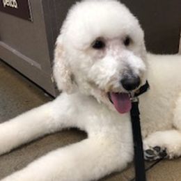Goldendoodles from East Coast Doodles