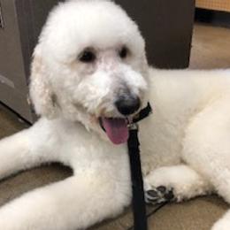 Goldendoodles from East Coast Doodles