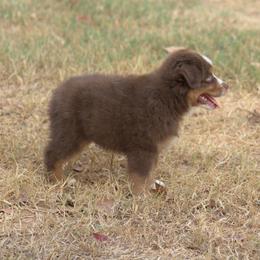 Miniature Australian Shepherd Puppies from MAC's Cirkles 8 Aussies