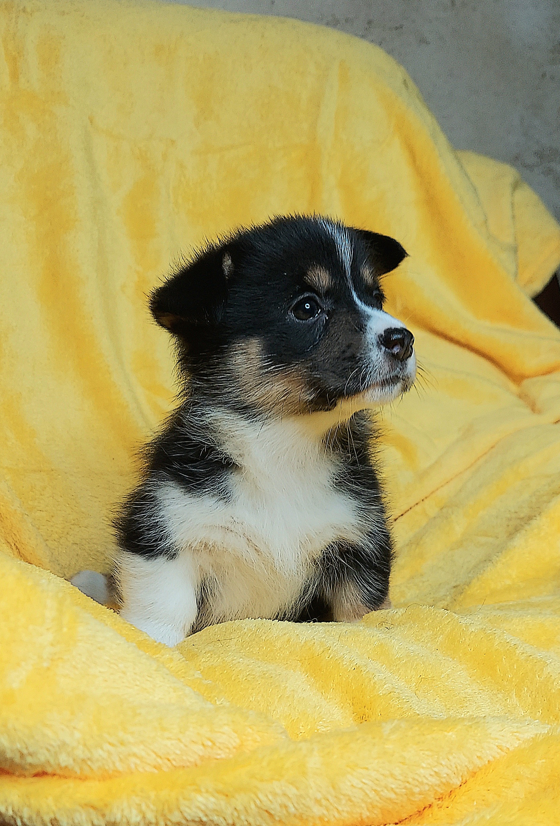Pembroke Welsh Corgi Puppies from Rees Corgis
