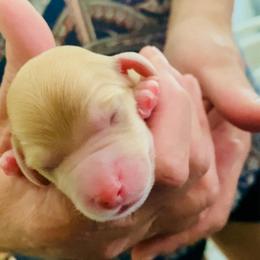 Dodger - Dapple male Dachshund puppy in Fontana, California from DOXI.E.