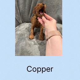 Copper - Red male Irish Doodle puppy in Harrisburg, Arkansas from Ransone’s Ridge Runners Poodles and Doodles