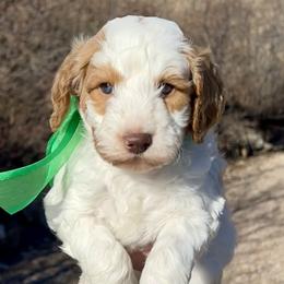 Green Male - Parti male Goldendoodle puppy in Great Falls, Montana from Montana Goldendoodles