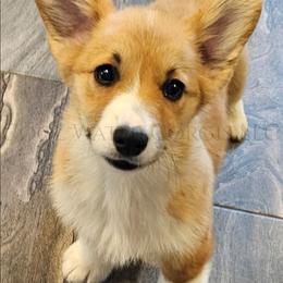 Confetti - Red female Pembroke Welsh Corgi puppy in Kiowa, Colorado from Cool Water Corgis LLC