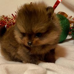 Bitsy - Red sable female Pomeranian puppy in Delta Junction, Alaska from Princess’s Poms