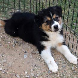 Pixel - Black tri-color female Australian Shepherd puppy in San Tan Valley, Arizona from Mott Ranch - Blazin' Sun Aussies