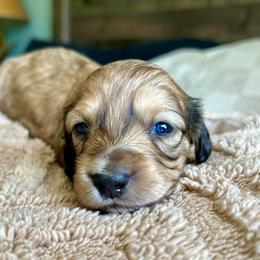 Peaches - Cream female Dachshund puppy in Coeymans Hollow, New York from Dachshunds of the Hollow