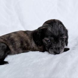 Zsazsa - Brindle female Dachshund puppy in Richmond, Virginia from Irresistible Dachshunds & Cavaliers
