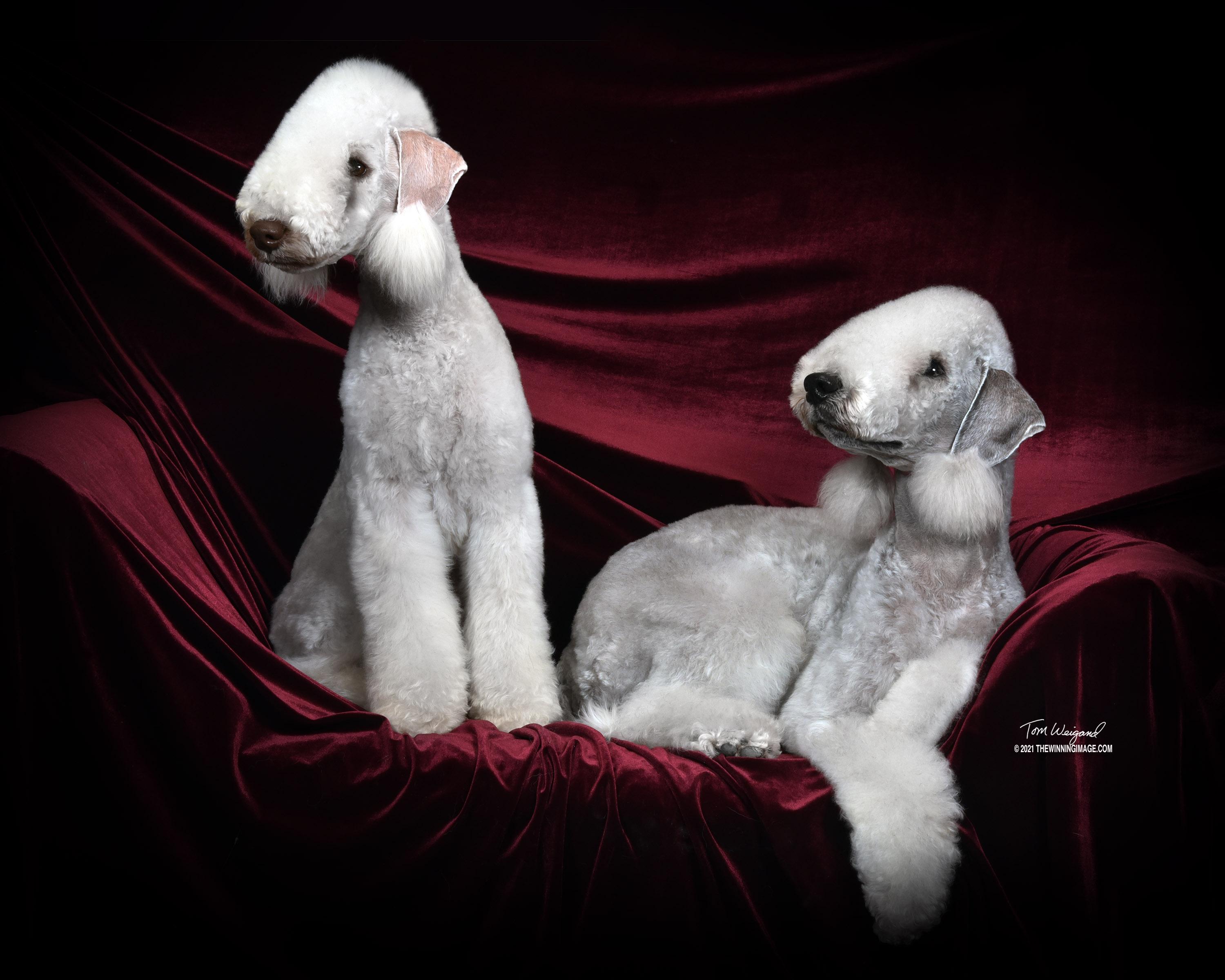Kadence Kennels in South Carolina Bedlington Terrier puppies Good Dog