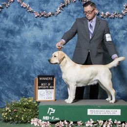 Labrador Retriever All Grown Up from RoseBrook Labradors