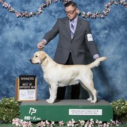 Labrador Retriever All Grown Up from RoseBrook Labradors