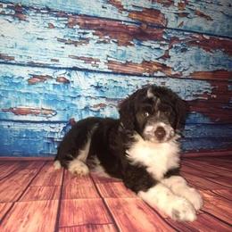 Aussiedoodle Puppies from Royal J Aussies and Aussiedoodles