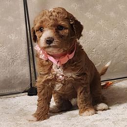 Micro-Mini Pink Rose - Apricot female Labradoodle puppy in Los Molinos Ca, California from Sunshine Sanctuary Doodles