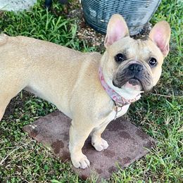 Dutchess - French Bulldog