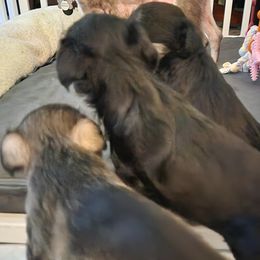 Miniature Schnauzer puppies from Byrd's House