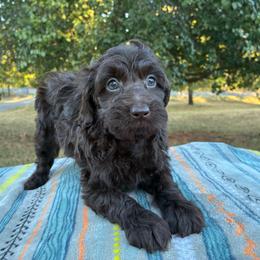 Winter F1B - Red female Aussiedoodle puppy in Oklahoma City, Oklahoma from Foneb Farm - The F1B Farm