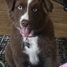 Miniature Australian Shepherd All Grown Up from Two Pines Mini Aussies