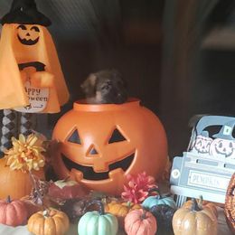 German Shepherd Puppies from Shepherd's Watch