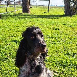 English Springer Spaniel Puppies from Springer's Journey Spaniels