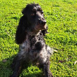 English Springer Spaniel Puppies from Springer's Journey Spaniels