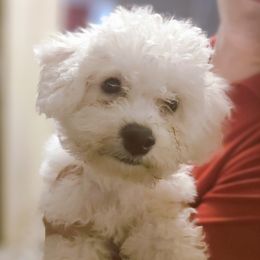 Bichon Frise Puppies from Abbott Animals