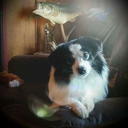  George  - Toy Australian Shepherd