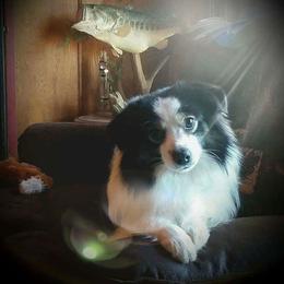  George  - Toy Australian Shepherd