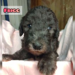Bedlington Terrier Puppies from Dreamy Muse Bedlingtons
