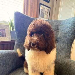Boy1 - Brown and white male Bernedoodle puppy in Arabi, Georgia from Huckadoodle Farm