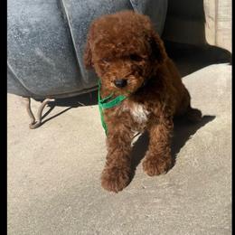 Green Collar - Red  male Poodle puppy in Anaheim, California from SoCal Toy Poodles