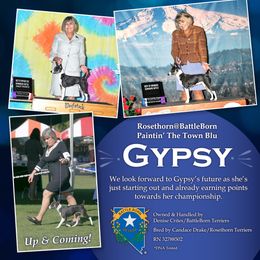 Rat Terrier All Grown Up from Battle Born Terriers