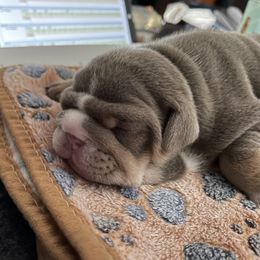 Bulldog Puppies from Bougie Bullies & Birds LLC