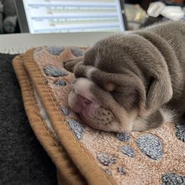 Bulldog Puppies from Bougie Bullies & Birds LLC