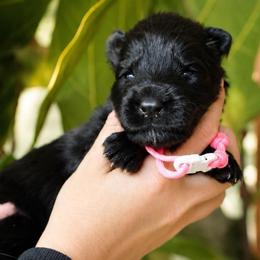 Athena - Black female German Shepherd puppy in Canton, Texas from WILDWOOD GERMAN SHEPHERDS
